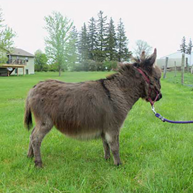 Donkeys for sale at Storyland Miniature Donkeys