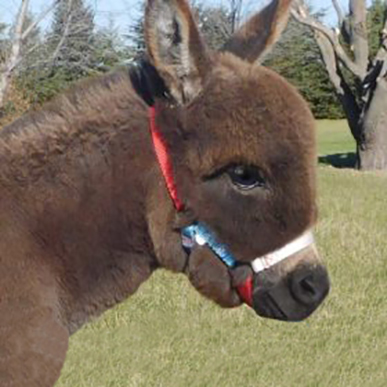 Frequently Asked Questions about miniature donkeys