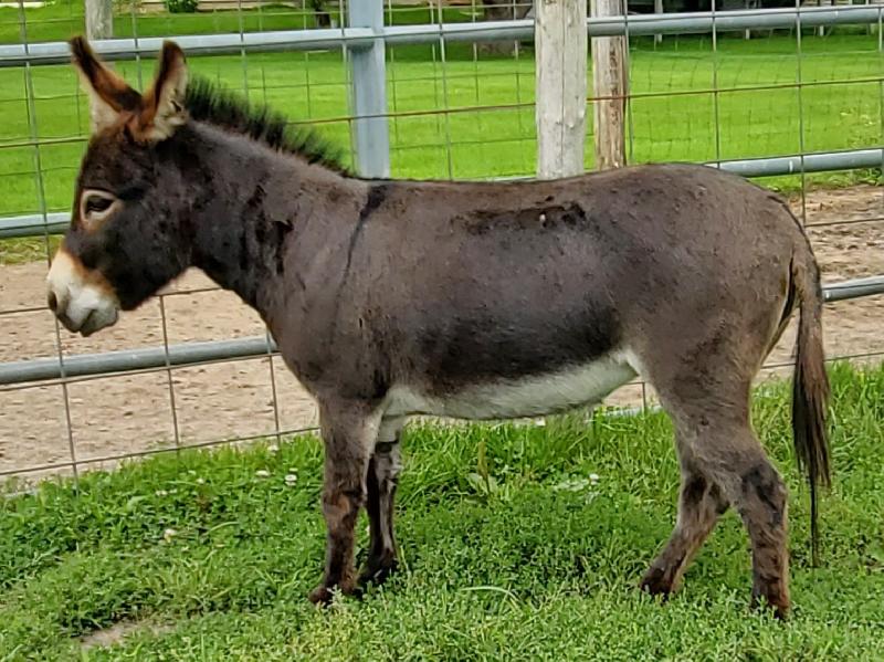 Bainbridge's Smelly Nellie- 28.75" Bred for 2025 foal