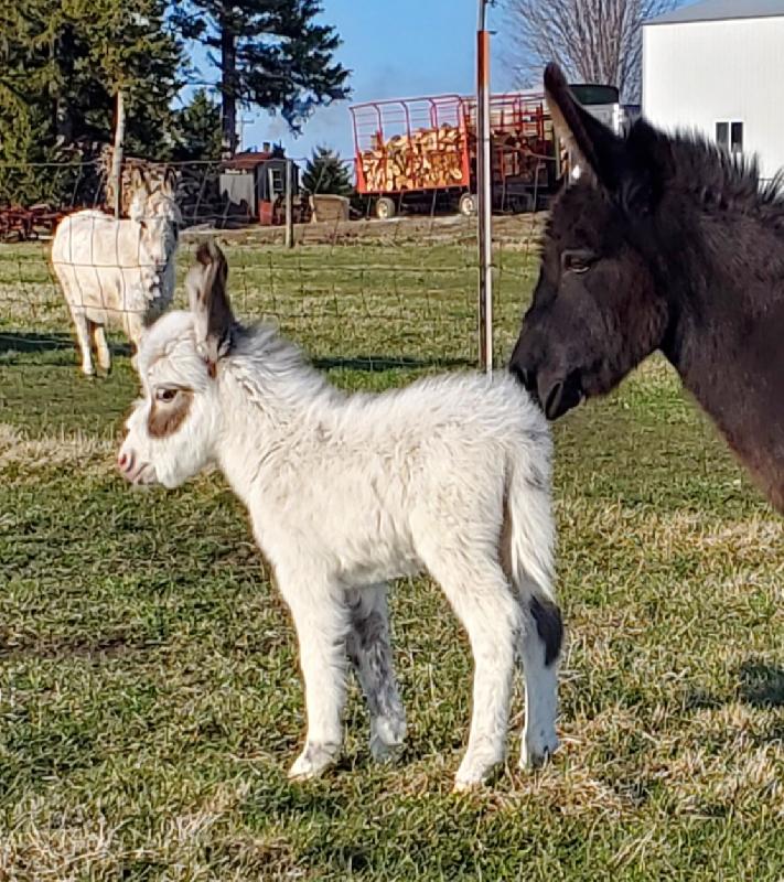 Storyland's Jack Sparrow