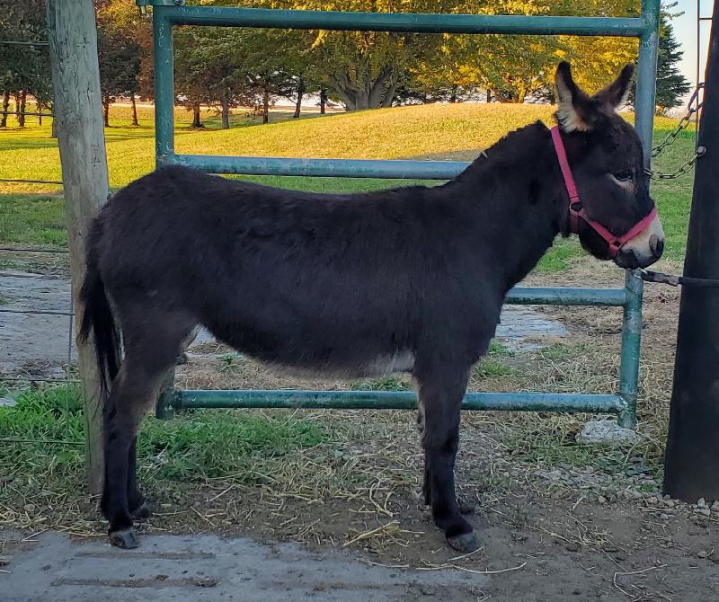 Storylands Happy as a Lark  26.75"